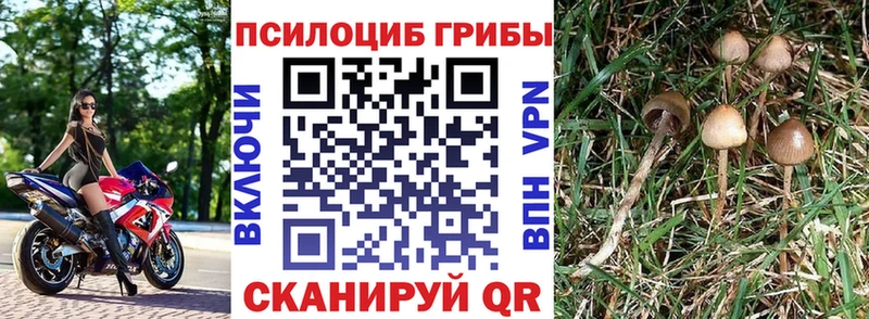 Галлюциногенные грибы GOLDEN TEACHER  KRAKEN   Отрадное 